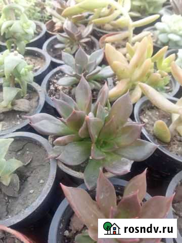Эхеверия суккуленты кактусы седум Севастополь - изображение 1