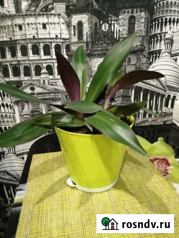 Рео традесканция Донской - изображение 1