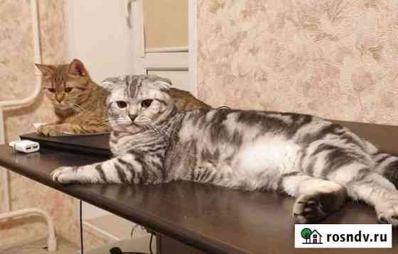 Шотландские котята Ростов-на-Дону