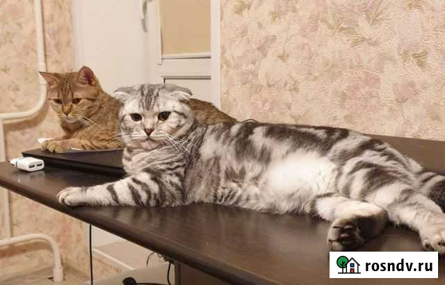 Шотландские котята Ростов-на-Дону - изображение 1