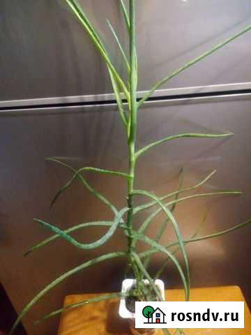 Алоэ тонколистный Люберцы - изображение 1