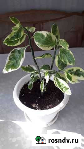 Педилантус комнатный цветок Ульяновск - изображение 1