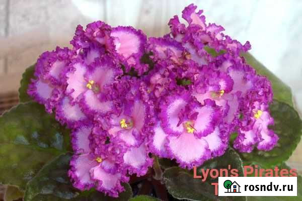 Детки сортовых фиалок Губкин - изображение 1