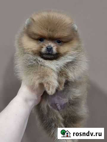 Шпиц мальчик Пенза - изображение 1