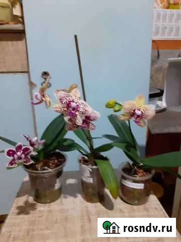 Орхидея Борнео Барнаул - изображение 1
