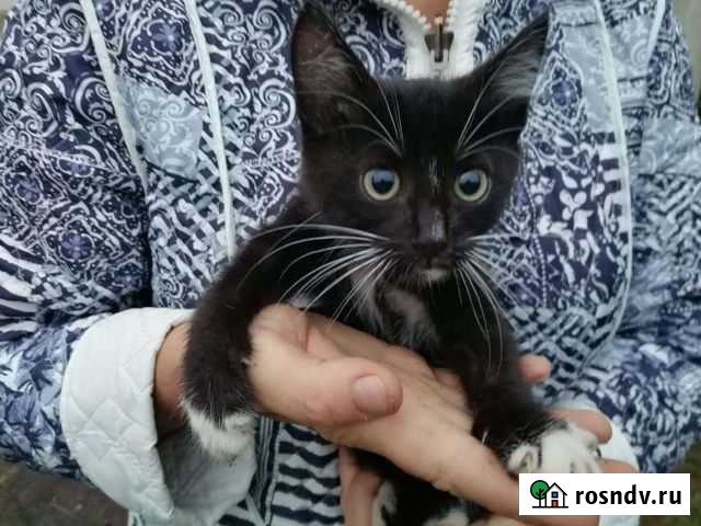 Котята мышеловы (разные) Новомосковск - изображение 1