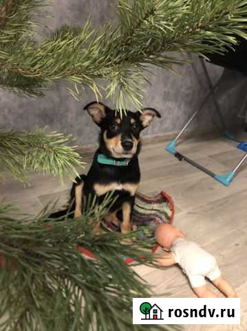 Собака в добрые руки Самара - изображение 1