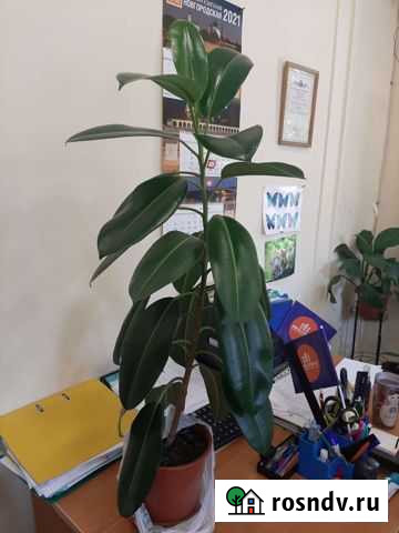 Фикус Великий Новгород - изображение 1