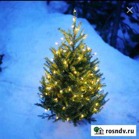 Живые елки Великий Новгород
