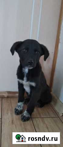 Щенок в добрые руки привезу Бахчисарай - изображение 1