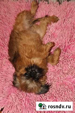 Щенки гриффона Калуга - изображение 1