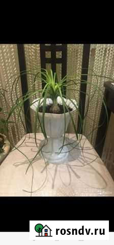 Бокарнея Мегион - изображение 1