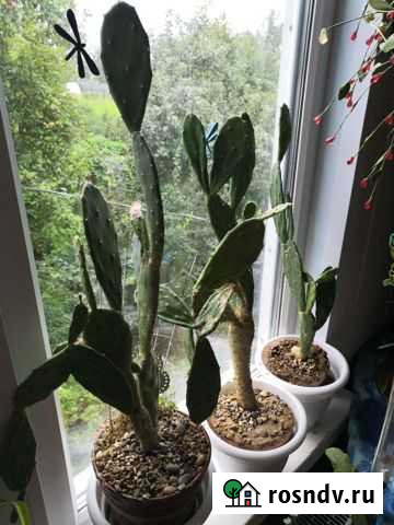 Кактус опунция Химки - изображение 1