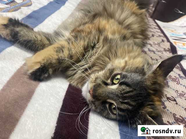 Мейн-кун Нижний Куранах - изображение 1