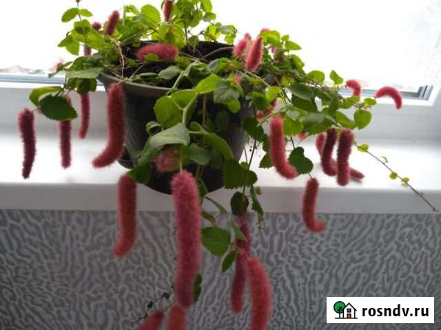 Акалифа Лесной - изображение 1