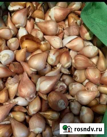 Луковицы тюльпанов после выгонки Астрахань - изображение 1