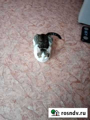 Отдам кошку - молодую, воспитанную Нижний Новгород - изображение 1