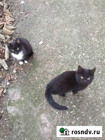 Красивые котята в добрые руки Севастополь - изображение 1