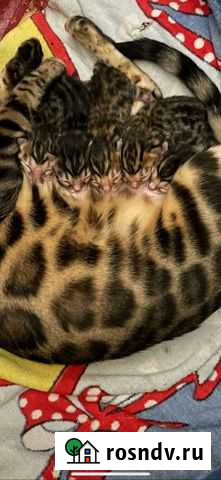 Бенгальская Махачкала - изображение 1