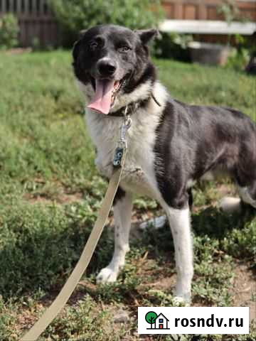 Собака Красноярск - изображение 1