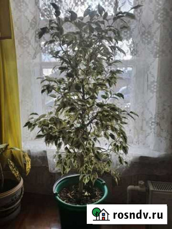 Фикус бенджамина большой 7лет Воронеж - изображение 1