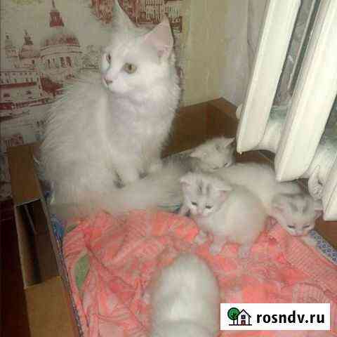 Котята мейн-кун Сегежа
