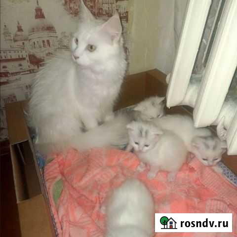 Котята мейн-кун Сегежа - изображение 1