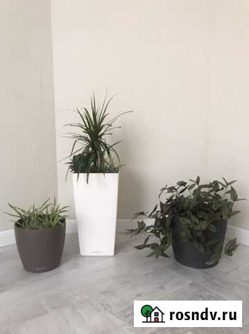 Драцена, хлорофиттум, традесканция в кашпо Лечуза Ростов-на-Дону - изображение 1