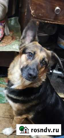 Домашней собаке нужен дом Норильск - изображение 1