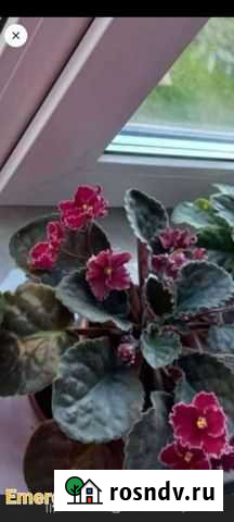 Фиалка Брянск - изображение 1