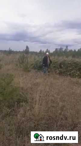 Ель Омск - изображение 1