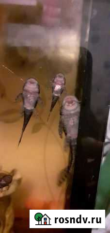 Сомики Кимры - изображение 1