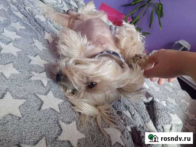 Ищу невесту Шабры - изображение 1