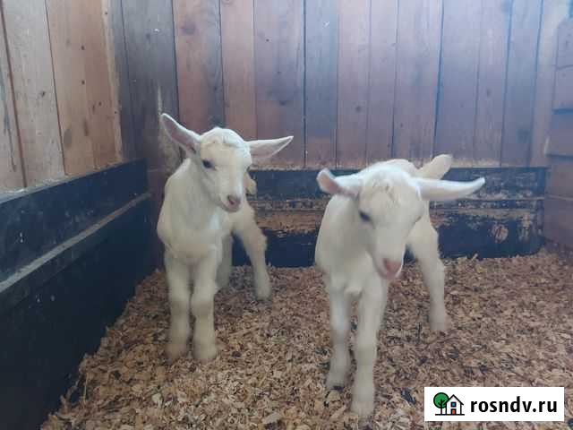 Зааненский козлик на племя Сычевка - изображение 1