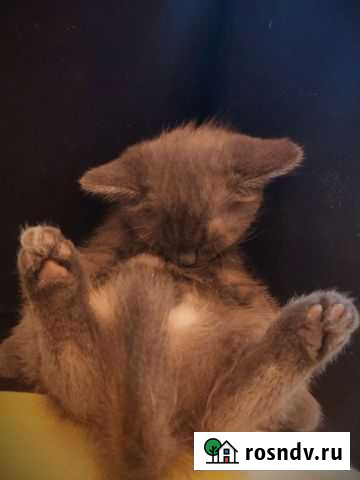 Кошки в добрые руки бесплатно Абакан - изображение 1