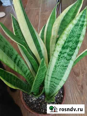 Сансевиерия сортовая Рязань - изображение 1