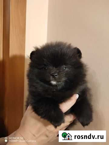 Девочка померанка, чёрного окраса Санкт-Петербург - изображение 1
