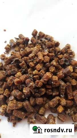 Перга пчелиная Псков - изображение 1