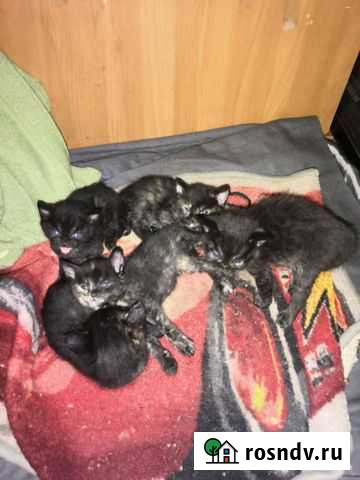 Котята в добрые руки Дзержинский - изображение 1