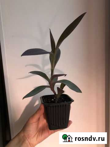 Сеткреазия пурпурная Красногорск - изображение 1