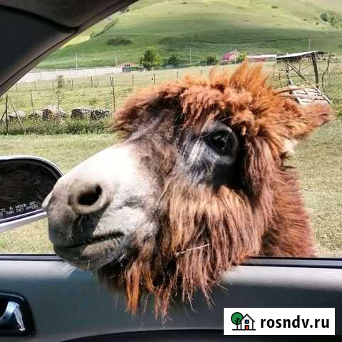 Экскурсии поездки в горы Владикавказ - изображение 1