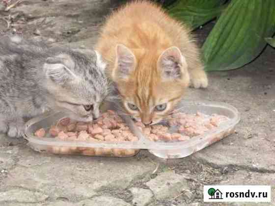 Котик рыжий 4 мес Сызрань