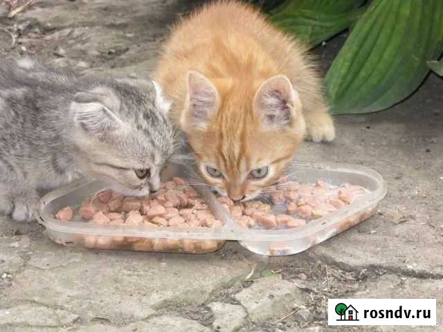 Котик рыжий 4 мес Сызрань - изображение 1