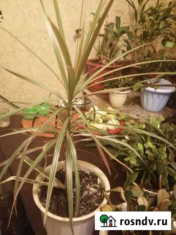 Драцена Советская Гавань - изображение 1