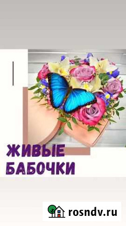Тропические бабочки и мини фермы для детей Элиста - изображение 1