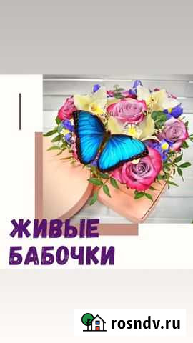 Тропические бабочки и мини фермы для детей Элиста - изображение 1