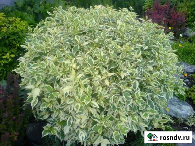 Дерен «Элегантиссима» Йошкар-Ола - изображение 1