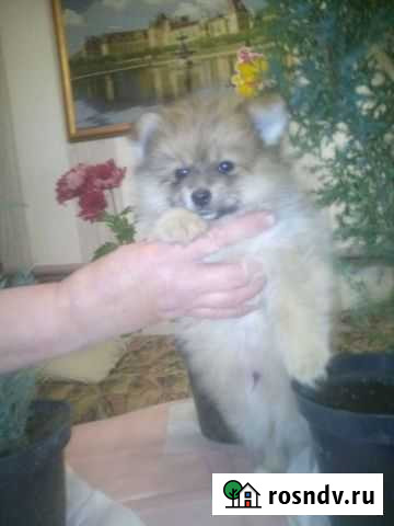 Щенки шпица Самара - изображение 1