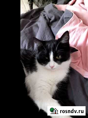 Кошка в дар Сочи - изображение 1