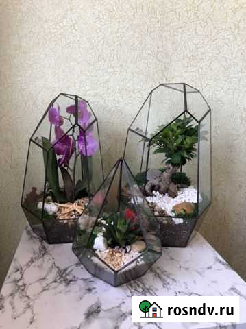 Подарок. Цветы. Флорариум. Растение Краснодар - изображение 1